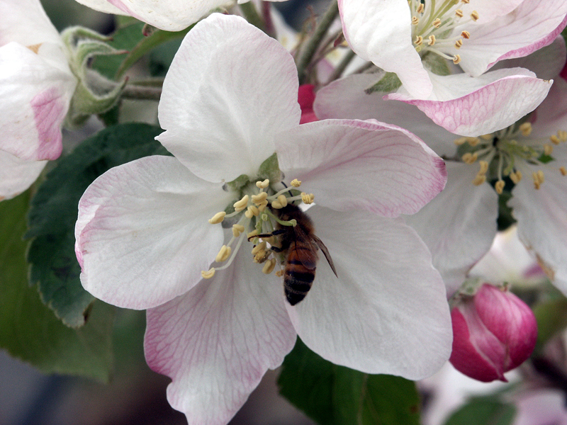 impollinazione melapiu