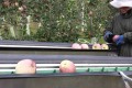 melapiu raccolta 2015_4