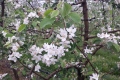 fioritura melapiu 3