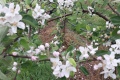 fioritura melapiu 4
