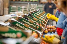 padelle MelaPiù in fila sul nastro trasportatore per essere riempite di Fuji e poi bollinate