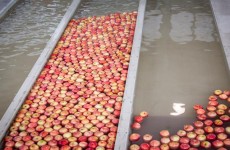 fuji nelle corsie d'acqua distinte per calibro e colore_melapiu