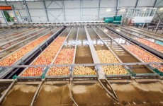Fuji nelle corsie d'acqua distinte per calibro e colore_melapiu