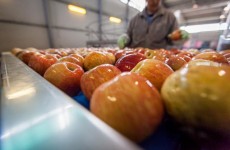 Fuji nella macchina calibratrice e selezionatrice_Melapiu